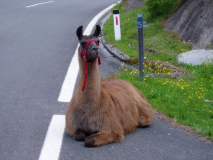 Grosser Hafner, Maltatal 2006